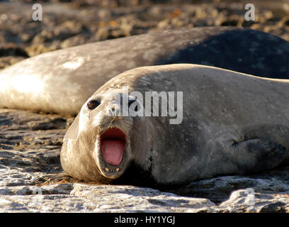 Bild von einer Elefantendame Meer auf der Halbinsel Valdez, Puerto Madryn, Argentinien. Stockfoto