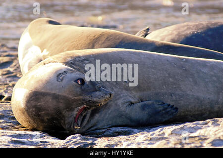 Bild von einer Elefantendame Meer auf der Halbinsel Valdez, Puerto Madryn, Argentinien. Stockfoto