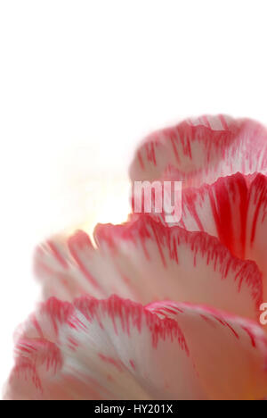 Dieses Foto zeigt die abstraktere Detail rosa Nelke Blütenblätter mit einer geringen Schärfentiefe noch zeigen einige der Struktur der Blütenblätter. Stockfoto