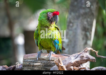 Nahaufnahme einer Soldatenara (Ara Militaris) auf einem Ast sitzend. Cancun, Mexiko. Stockfoto