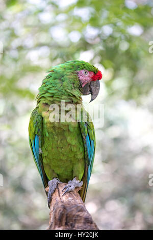 Nahaufnahme einer Soldatenara (Ara Militaris). Cancun, Mexiko. Stockfoto