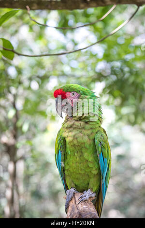 Nahaufnahme einer Soldatenara (Ara Militaris). Cancun, Mexiko. Stockfoto