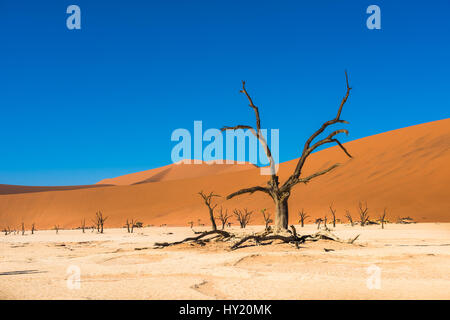 Tot Camelthorn Bäume und roten Dünen in Deadvlei, Sossusvlei, Namib-Naukluft-Nationalpark, Namibia Stockfoto