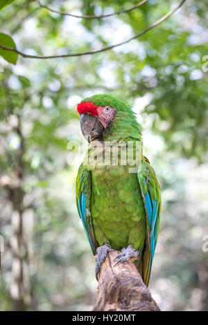 Nahaufnahme einer Soldatenara (Ara Militaris). Cancun, Mexiko. Stockfoto