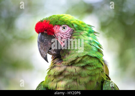 Nahaufnahme einer Soldatenara (Ara Militaris). Cancun, Mexiko. Stockfoto