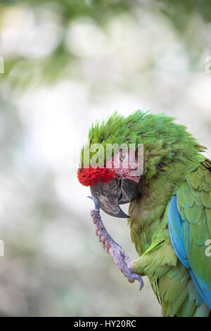 Nahaufnahme einer Soldatenara (Ara Militaris). Cancun, Mexiko. Stockfoto