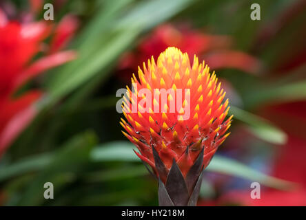 rote Farbe Guzmanie Blume im Garten Stockfoto