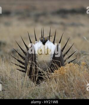 Größere Salbei-Moorhuhn (Centrocercus Urophasianus) in einem Lek in SE Wyoming. Stockfoto