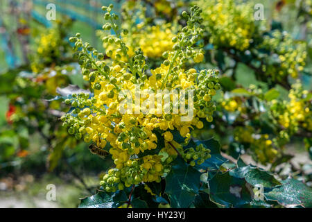 Blühende Stechpalme, Ilex aquifolium Stockfoto