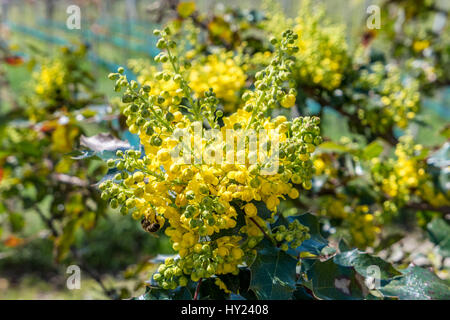 Blühende Stechpalme, Ilex aquifolium Stockfoto