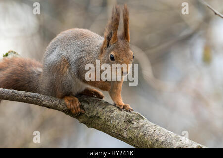 Süße junge Eichhörnchen sitzend auf Ast Stockfoto