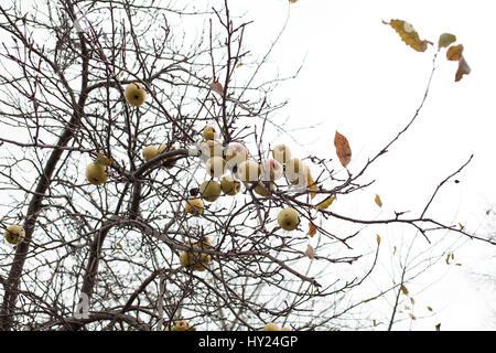 Unbeaufsichtigte und verlassenen Apfelbäume produzieren immer noch. Stockfoto