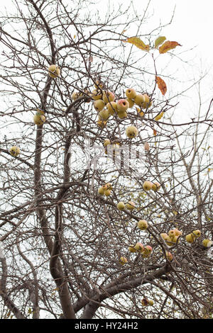 Unbeaufsichtigte und verlassenen Apfelbäume produzieren immer noch. Stockfoto