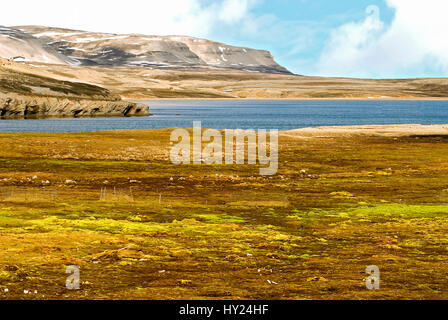 Dieses Foto zeigt eine typische arktische Tundra-Landschaft auf Spitzbergen-Archipel, die zu Norwegen gehört. In der Forground sehen Sie das Gericht Stockfoto