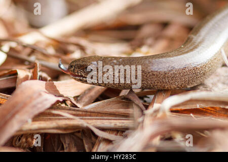 31 Mär, 2017. UK Wetter. Eine langsame Worm (Anguis fragilis) sonnt sich Auf einem komposthaufen in einem Garten in East Sussex, UK Credit: Ed Brown/Alamy leben Nachrichten Stockfoto