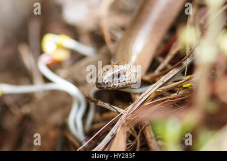 31 Mär, 2017. UK Wetter. Eine langsame Worm (Anguis fragilis) sonnt sich Auf einem komposthaufen in einem Garten in East Sussex, UK Credit: Ed Brown/Alamy leben Nachrichten Stockfoto