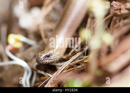 31 Mär, 2017. UK Wetter. Eine langsame Worm (Anguis fragilis) sonnt sich Auf einem komposthaufen in einem Garten in East Sussex, UK Credit: Ed Brown/Alamy leben Nachrichten Stockfoto