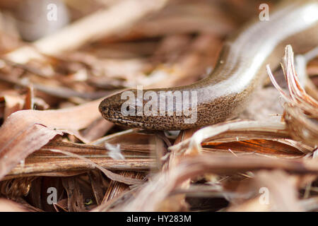 31 Mär, 2017. UK Wetter. Eine langsame Worm (Anguis fragilis) sonnt sich Auf einem komposthaufen in einem Garten in East Sussex, UK Credit: Ed Brown/Alamy leben Nachrichten Stockfoto