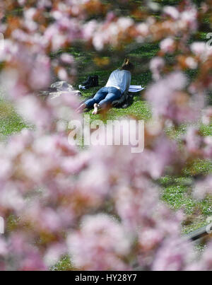 Eine Frau liegt in einem Park, umgeben von blühenden Bäumen an einem sonnigen Tag in Frankfurt Am Main, Deutschland, 30. März 2017. Foto: Arne Dedert/dpa Stockfoto