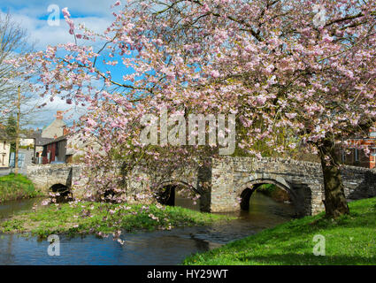 Clun, UK. 31. März 2017. Großbritannien Wetter. Frühling blühen neben der mittelalterlichen Lastesel-Brücke über den Fluß Clun in der Stadt von Clun, Shropshire, England, UK. Bildnachweis: John Hayward/Alamy Live-Nachrichten Stockfoto