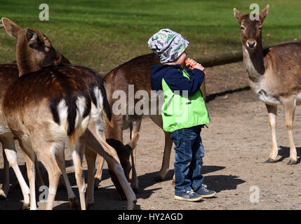 Düsseldorf, Deutschland. 23. März 2017. Ein Kind steht zwischen zwei Damwild ist Essen eine Karotte in der Wildnis park Grafenbergerwald in Düsseldorf, 23. März 2017. -KEIN Draht-SERVICE - Foto: Horst Ossinger / / Dpa/Alamy Live News Stockfoto