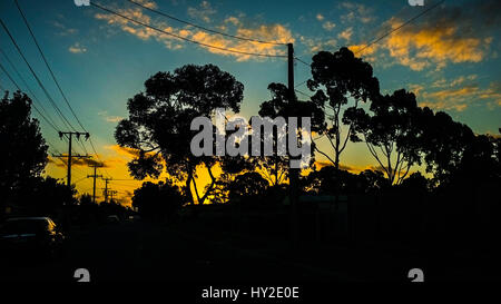Adelaide, Australien. 1. April 2017. Bäume sind Silhouette gegen einen bunten herbstlichen Sonnenuntergang in Adelaide Australien Credit: Amer Ghazzal/Alamy Live-Nachrichten Stockfoto