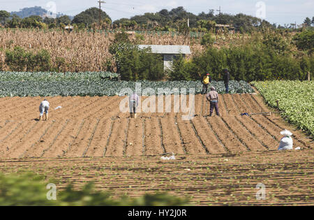 Arbeitnehmer in einem Bauernhof im ländlichen Guatemala, Mittelamerika. Stockfoto