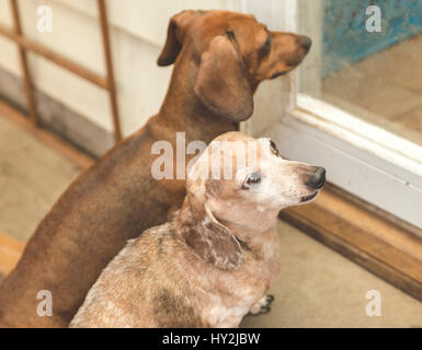 Braun, Tan und weiß Dauchsund Hunde draußen warten in der Nähe von zu Hause eine Hintertür. Stockfoto