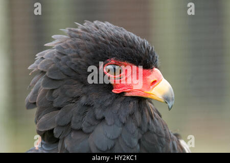 Foto Portrait einer Warnung suchen Bateleur Adler Stockfoto