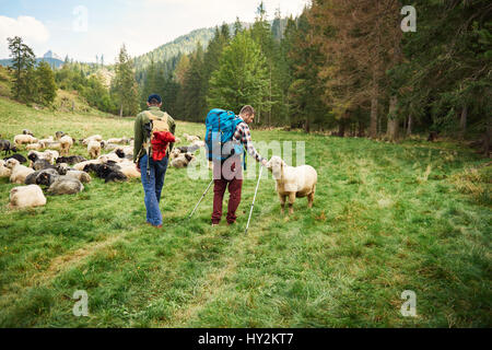 Zwei Wanderer zu Fuß durch Schafe im freien Stockfoto