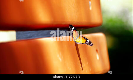 Gemeinsamen Tiger (Danaus Genutia), bei Kalyan, Stockfoto