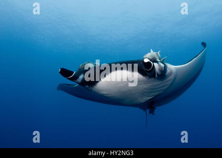 Riesige Mantarochen (Manta birostris) mit einer enormen Spannweite, fliegen durch das blaue Wasser des Pazifischen Ozeans. Stockfoto