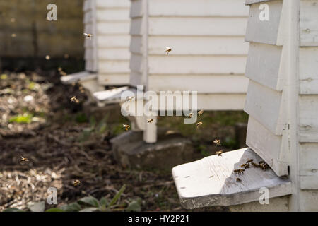 Fliegen von White Hives mit einem lebhaften Verkehr der Bienen Summen und den Bienenstock in ihrer Jagd nach Nahrung, Pollen Stockfoto