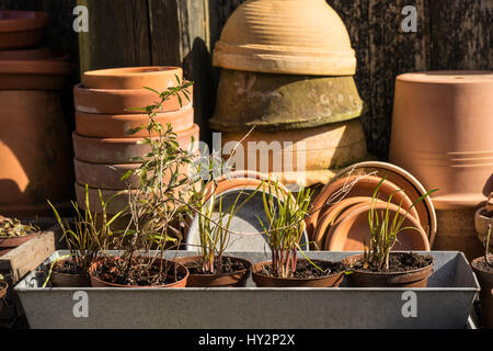 romantische, idyllische Anlage Tisch im Garten. Frühling im Garten vorbereiten. Stecklinge und neue Pflanzen aus Anlage Boxen gucken. Frühlings-Blumenzwiebeln sind t Stockfoto