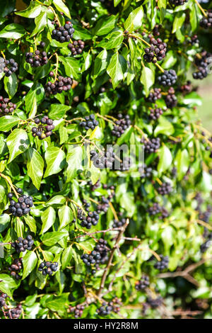 Beeren von Hedera Helix (gemeinsame Ivy, Englisch Efeu) England UK Stockfoto