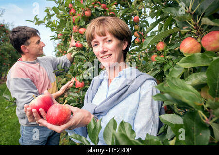 Der Apfel und Hop Bauer Ali Capper von Aktien Hof Herefordshire Hof prüft die Reife der Gerte mit Informiertheitsgefühl Arbeiter Jerzy Kwapniewski von P Stockfoto