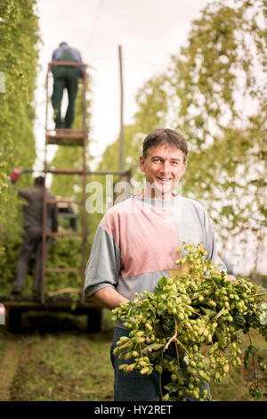 Landwirtschaftliche Arbeiter Jerzy Kwapniewski aus Polen Ernte Hopfen auf Aktien Farm in Suckley, Herefordshire UK Stockfoto