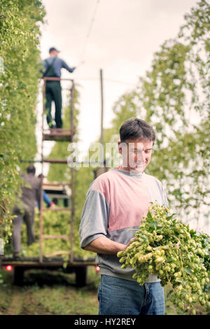 Landwirtschaftliche Arbeiter Jerzy Kwapniewski aus Polen Ernte Hopfen auf Aktien Farm in Suckley, Herefordshire UK Stockfoto