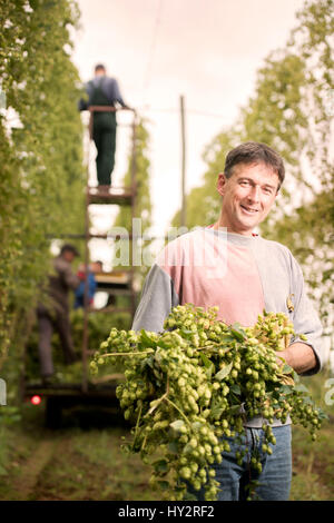 Landwirtschaftliche Arbeiter Jerzy Kwapniewski aus Polen Ernte Hopfen auf Aktien Farm in Suckley, Herefordshire UK Stockfoto