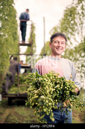 Landwirtschaftliche Arbeiter Jerzy Kwapniewski aus Polen Ernte Hopfen auf Aktien Farm in Suckley, Herefordshire UK Stockfoto