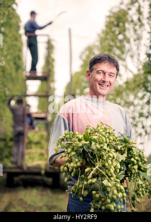 Landwirtschaftliche Arbeiter Jerzy Kwapniewski aus Polen Ernte Hopfen auf Aktien Farm in Suckley, Herefordshire UK Stockfoto