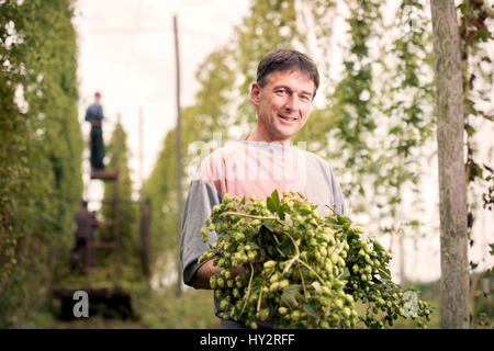 Landwirtschaftliche Arbeiter Jerzy Kwapniewski aus Polen Ernte Hopfen auf Aktien Farm in Suckley, Herefordshire UK Stockfoto