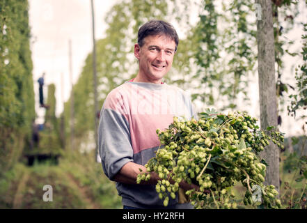 Landwirtschaftliche Arbeiter Jerzy Kwapniewski aus Polen Ernte Hopfen auf Aktien Farm in Suckley, Herefordshire UK Stockfoto