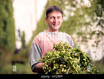 Landwirtschaftliche Arbeiter Jerzy Kwapniewski aus Polen Ernte Hopfen auf Aktien Farm in Suckley, Herefordshire UK Stockfoto