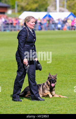 BELFAST, NORDIRLAND. 22. entwaffnen Sie Mai 2016 - PD Metpol Thames Annie von der Metropolitan Police, mit ihrem Handler Constable Louise Bell, erfolgreich "kriminell" seines Gewehres auf der 56. UK National Polizeihund Studien, die dieses Wochenende in Belfast stattfand. Stockfoto