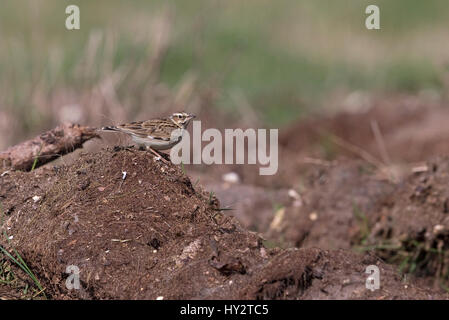 Heidelerche (Lullula Arborea) Stockfoto