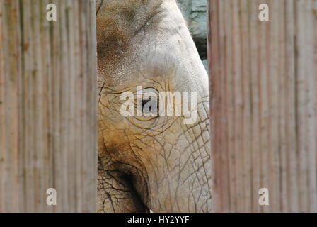 Afrikanische Elefanten im Zoo schönbrunn Stockfoto