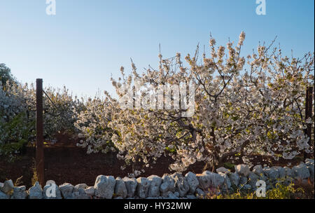 Die Kirschbäume blühen in Apulien Land. Stockfoto
