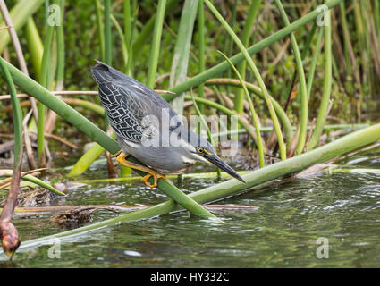 Gekerbter Reiher (Butorides Striata) mit einem lebenden Köder-Bug an einem See angeln. Peru. Stockfoto