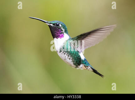 White-bellied Woodstar (Chaetocercus Mulsant) im Flug. Peru. Stockfoto